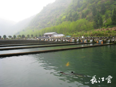 湖北通山縣闖王鎮三步棋“闖”出綠色新天地，推動生態環境材料銷售