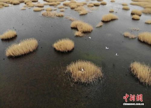 武威生態新畫卷 雪豹做客，黃沙披綠，生態材料銷售前景廣闊